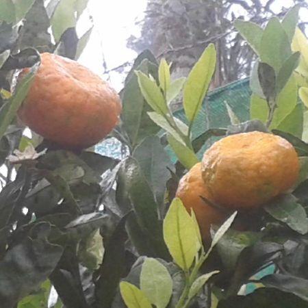 Happy Nest Yercaud Otel Dış mekan fotoğraf