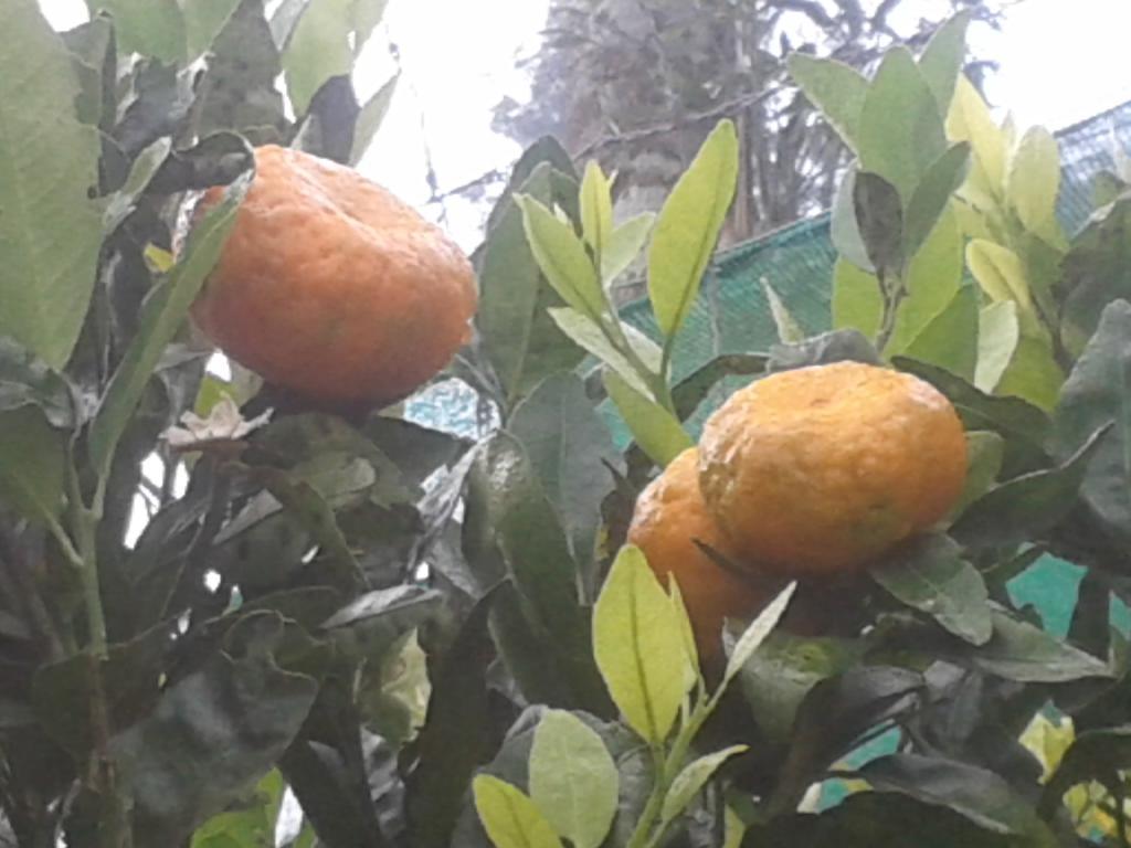 Happy Nest Yercaud Otel Dış mekan fotoğraf